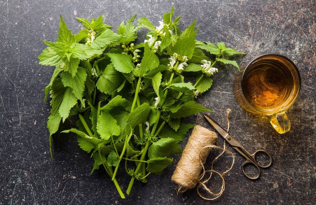 Infusiones antiinflamatorias: 5 hierbas con respaldo cientifico
