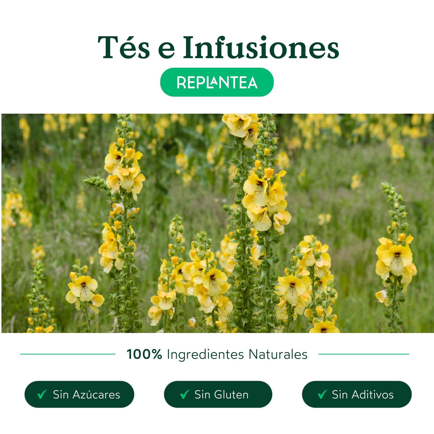 Infusão de Verbasco Biológica 100 g