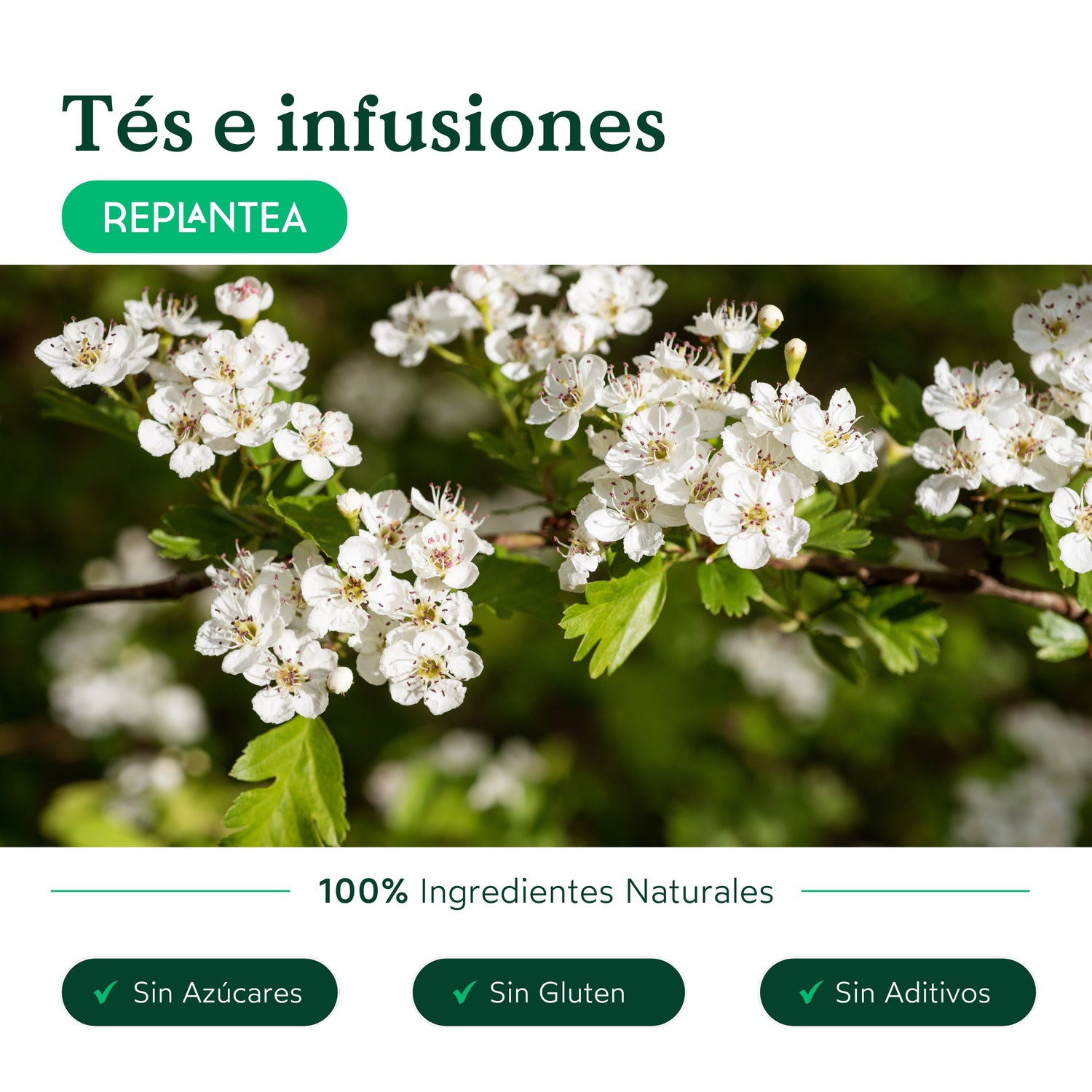 Infusão de Espinheiro-alvar Biológica 100 g