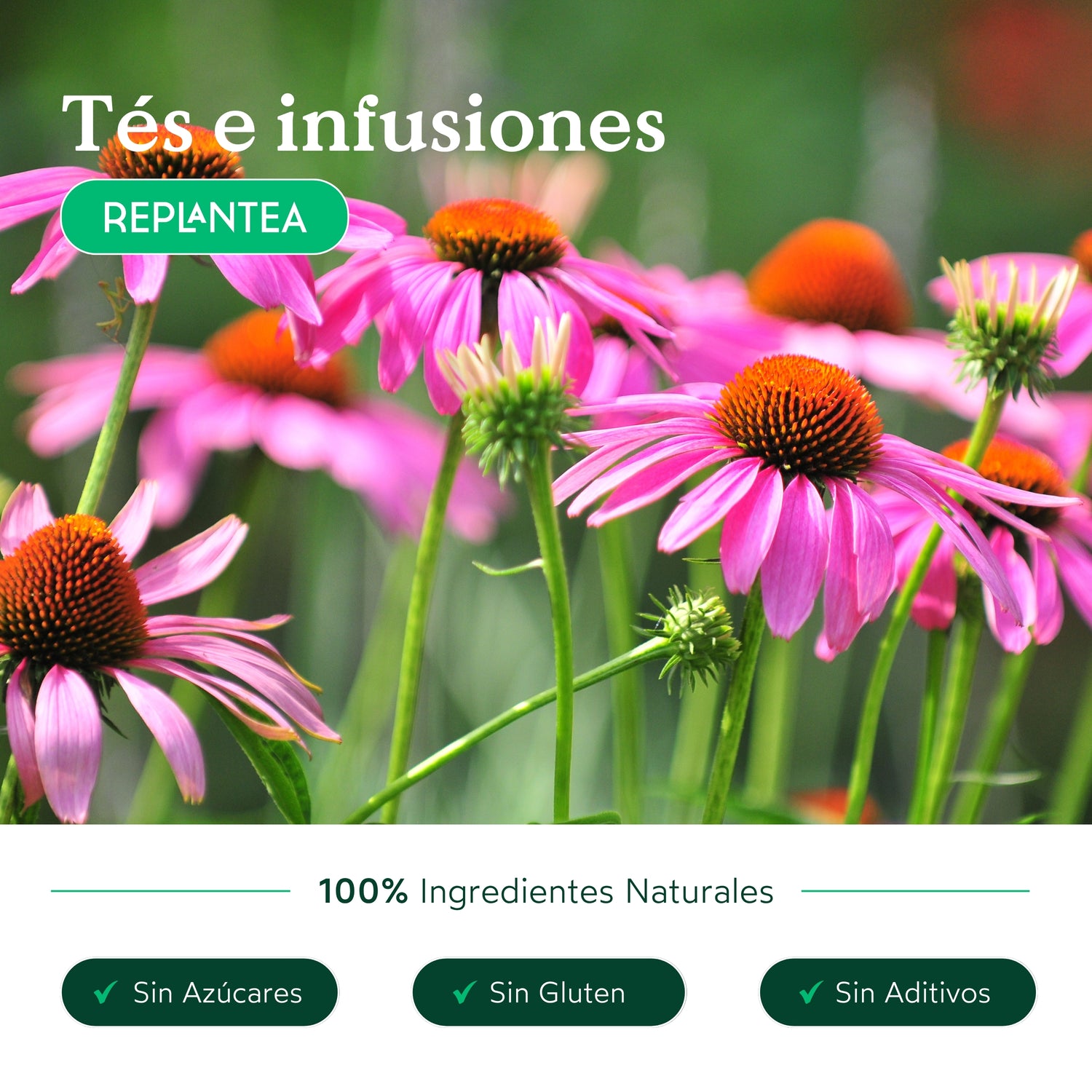 Infusão de Equinácea Biológica 100 g