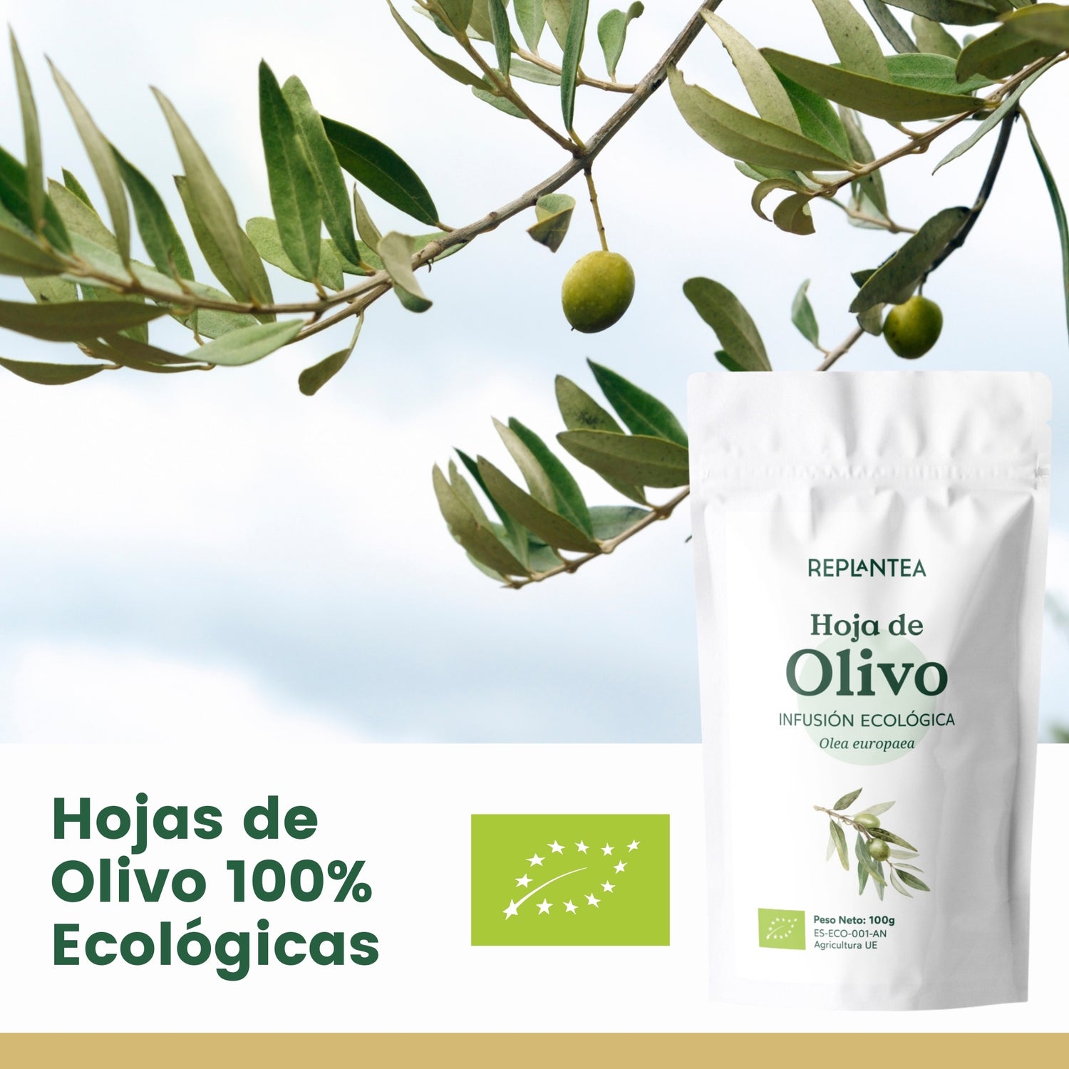 Folha de Oliveira Biológica 100 g