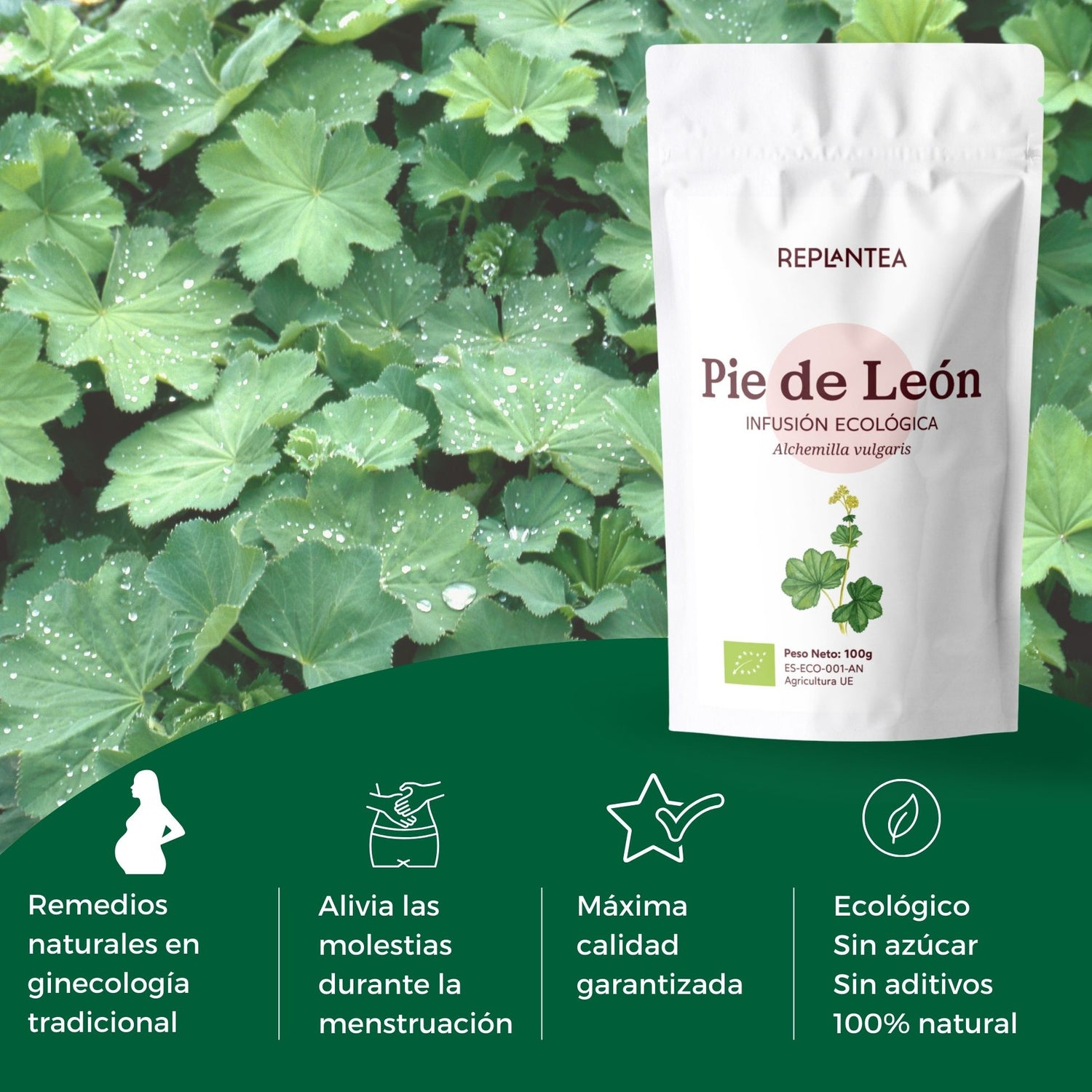 Infusão de Pé de Leão - Manto de Senhora Biológico 100 g