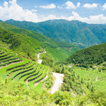 Plantación de té en Fujian China