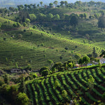 Plantación de té en Yunnan China